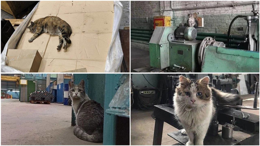 Вот такие пушистые сотрудники трудятся на Тихвинском вагоностроительном заводе.