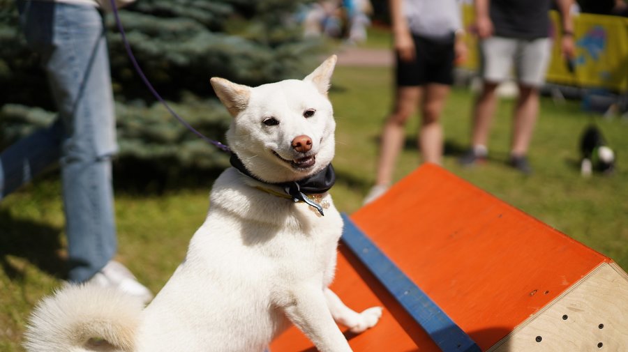 Фестиваль домашних животных Petshop Days