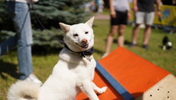 Фестиваль домашних животных Petshop Days