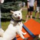 Фестиваль домашних животных Petshop Days