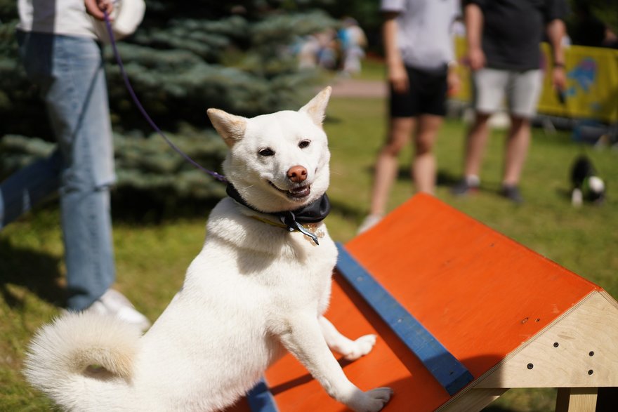 Фестиваль домашних животных Petshop Days
