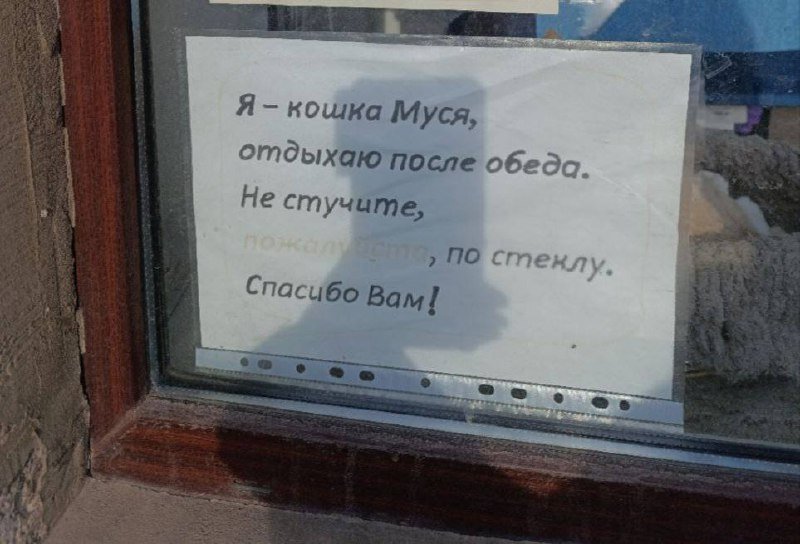 Кошка Муся отдыхает после обеда в одном из швейных магазинов Петербурга.