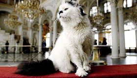 Коты Эрмитажа неожиданно стали наследниками — французский меценат включил их в своё завещание.