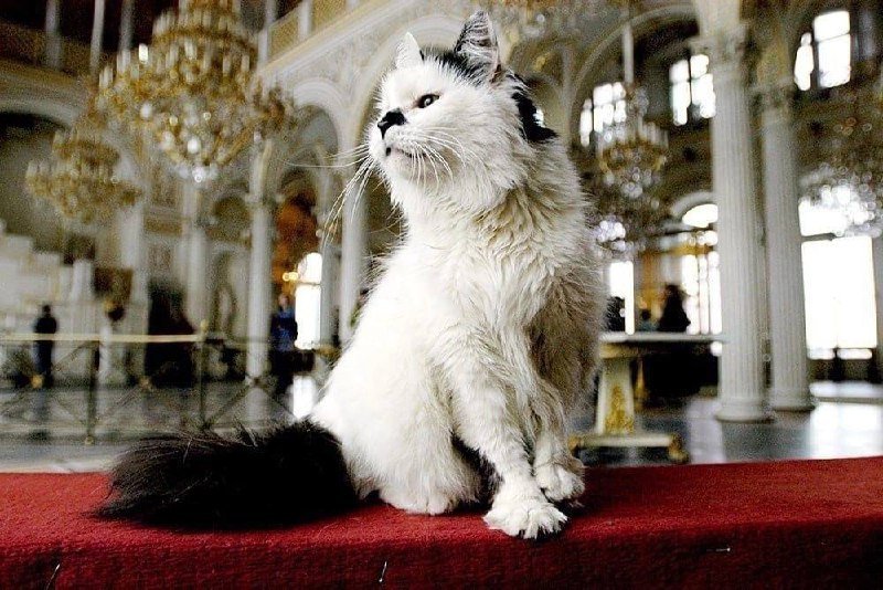 Коты Эрмитажа неожиданно стали наследниками — французский меценат включил их в своё завещание.