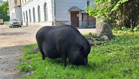 Гигантскую чёрную свинью застали за прогулкой в Выборгском районе.