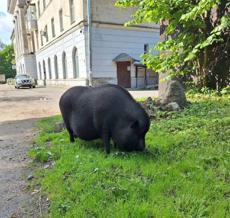 Гигантскую чёрную свинью застали за прогулкой в Выборгском районе.