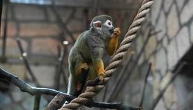 Цены на билеты в Ленинградский зоопарк вырастут с 19 июля 