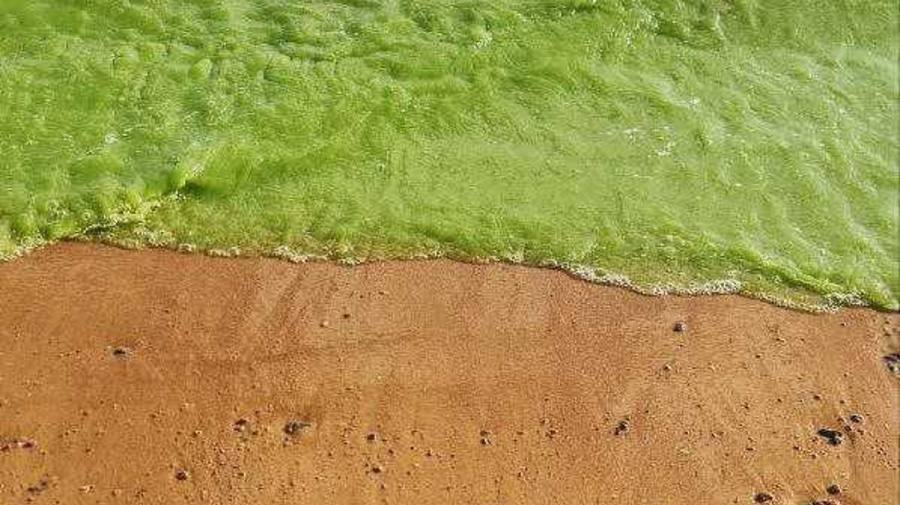 Вода может позеленеть у берегов Финского залива из-за цветения синезелёных водорослей.