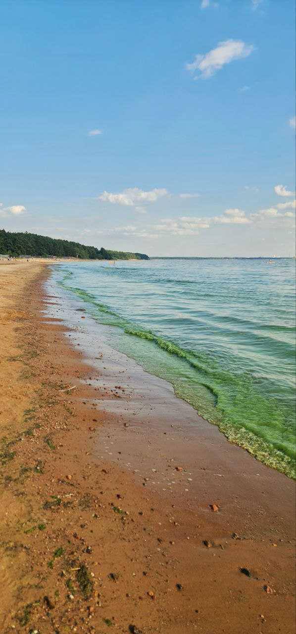 Вода может позеленеть у берегов Финского залива из-за цветения синезелёных водорослей. 