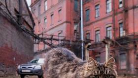 В Петербурге насчитывается около 100 тысяч бездомных кошек и около 2 тысяч собак — такие данные привёл глава городского управления ветеринарии Юрий Андреев.