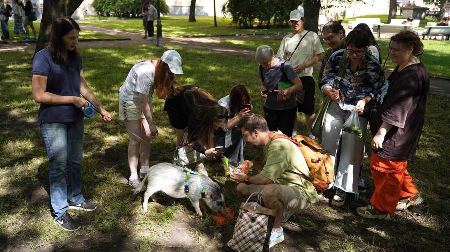 В Санкт-Петербурге прошла «Свиновстреча», где можно было покормить и погладить минипигов