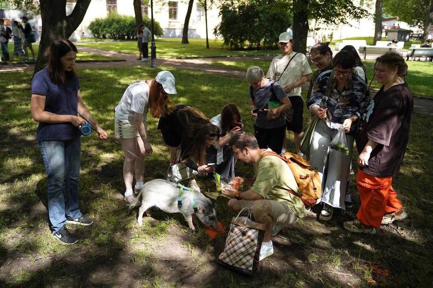 В Санкт-Петербурге прошла «Свиновстреча», где можно было покормить и погладить минипигов