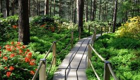 Парк рододендронов в Хельсинки