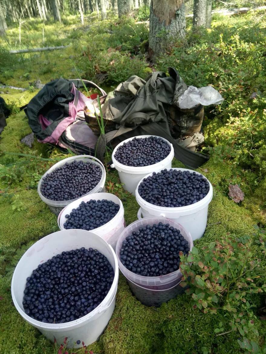 Кадрами грибной и ягодной добычи делятся счастливые походники.