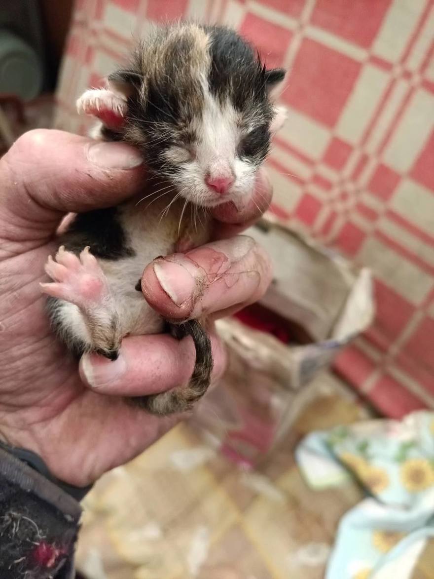 Новорождённые котята застряли между этажом и мансардой в садоводстве «Грибное».