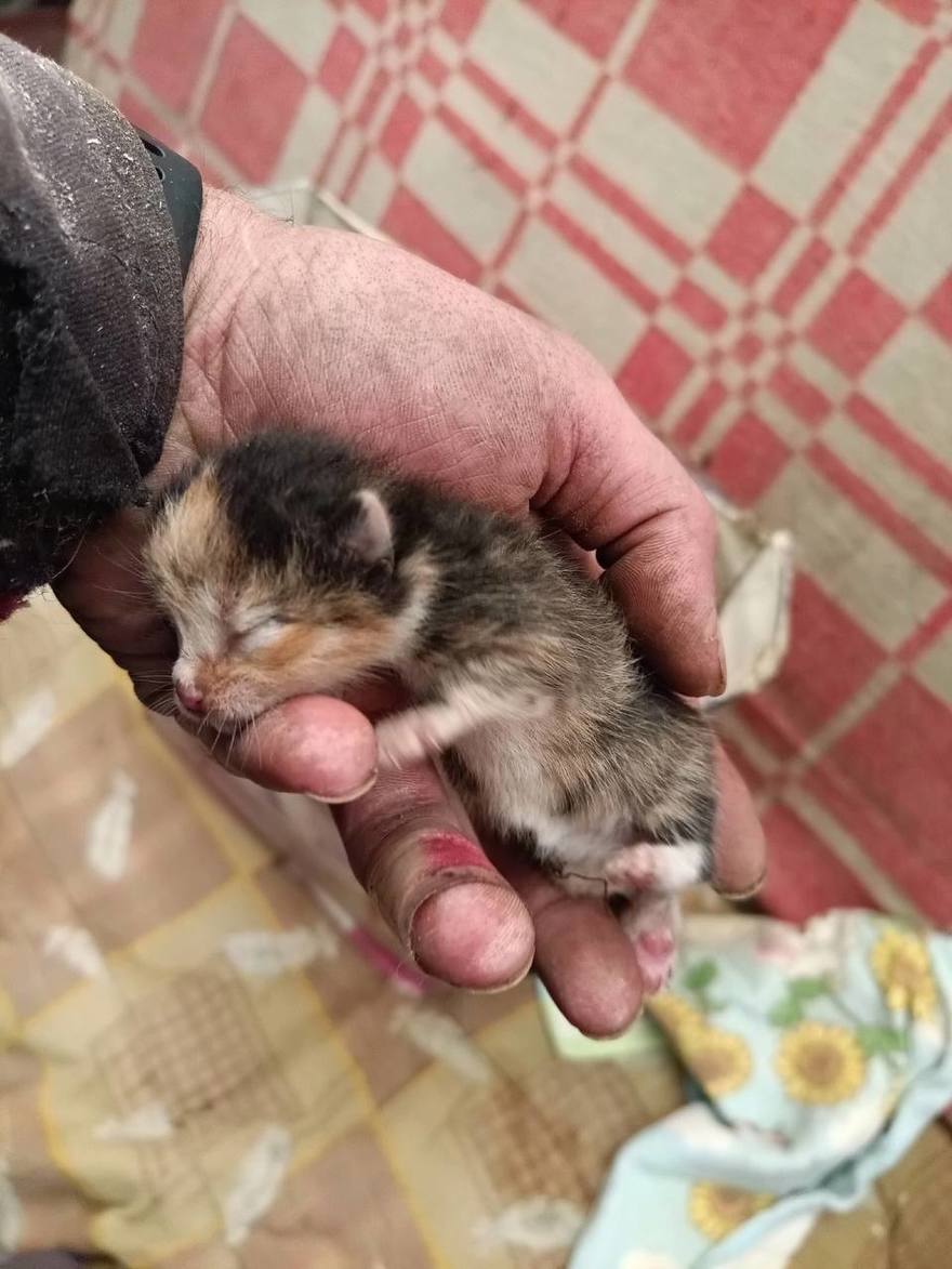 Новорождённые котята застряли между этажом и мансардой в садоводстве «Грибное».