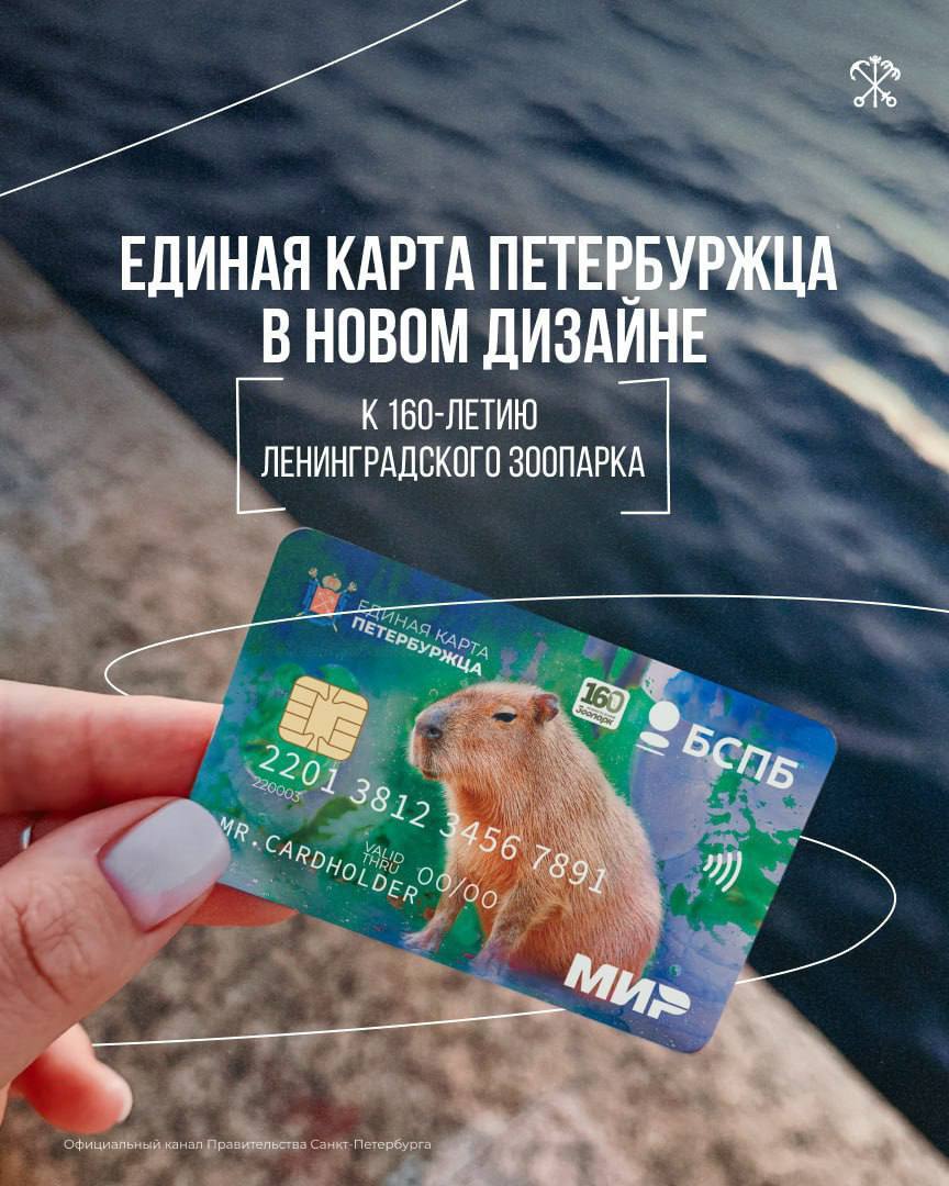 В честь 160-летия Ленинградского зоопарка выпустили лимитированную Единую карту петербуржца с капибарой Кайсой.