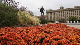 Осенними цветами украсят Московский район — для тематического оформления там высадят 731 куст оранжевой и жёлтой хризантемы.