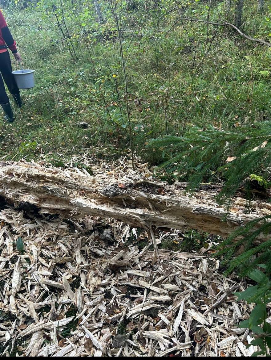 Медведь полюбил устраивать ночные прогулки по СНТ «Брусничка» в Ленобласти