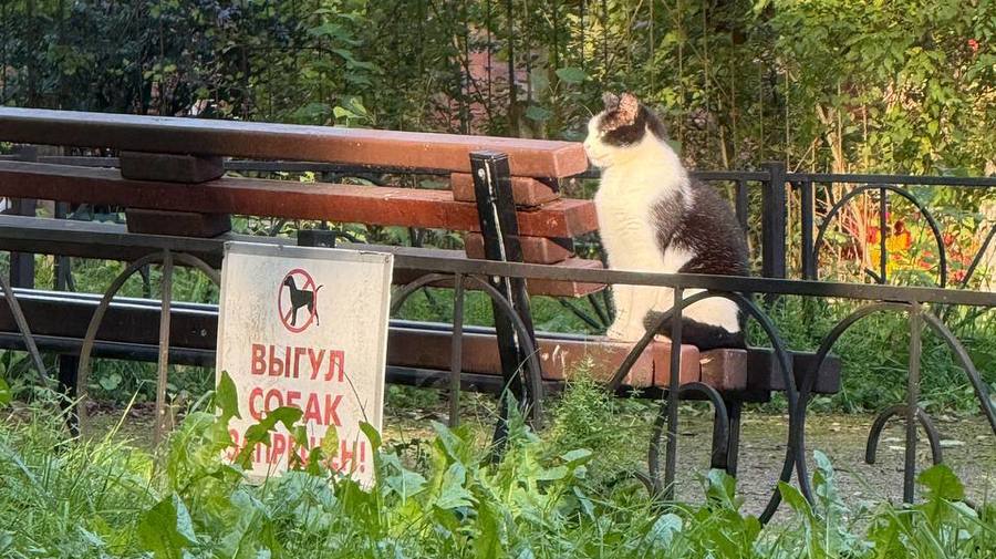Кот запретил выгул собак в питерском дворе
