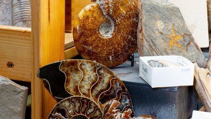 Семейный фестиваль минералов, окаменелостей и украшений Mineralfest — фото 4