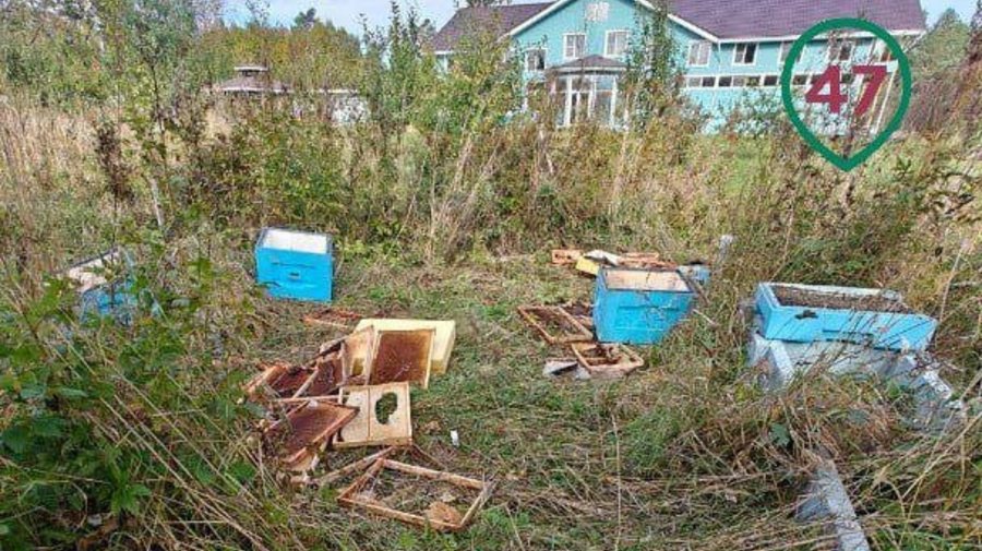 Косолапый разгромил пасеку под Приозëрском — собаки-охранники не смогли его остановить.