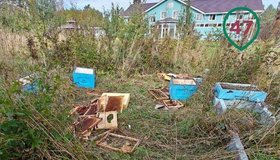 Косолапый разгромил пасеку под Приозëрском — собаки-охранники не смогли его остановить.