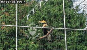 Птица-носорог сбежала из Ленинградского зоопарка, пока её летний вольер меняли на зимний.