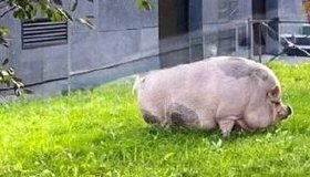 Огромного «мини-пига» вывели погулять в Новом Девяткино.
