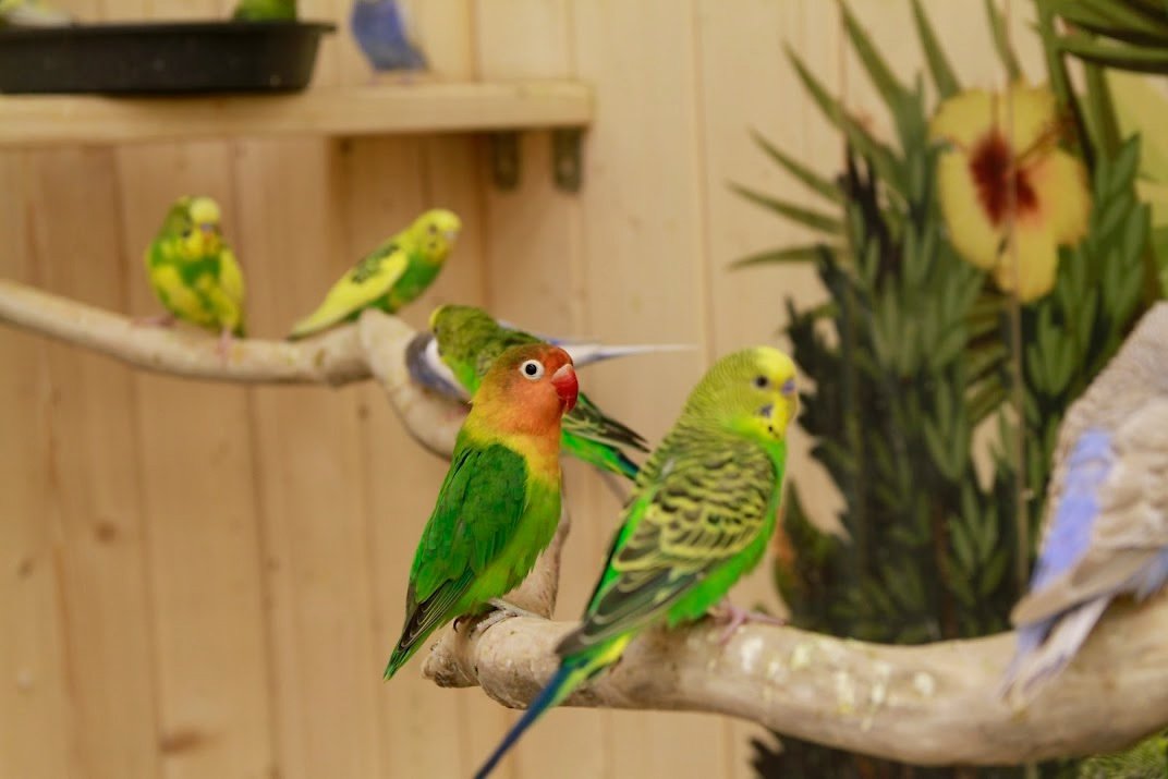 «Попугайня» в осенние школьные каникулы: яркие эмоции для всей семьи