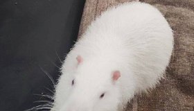 Использовать капибар запретили питерскому кафе из-за множества нарушений.
