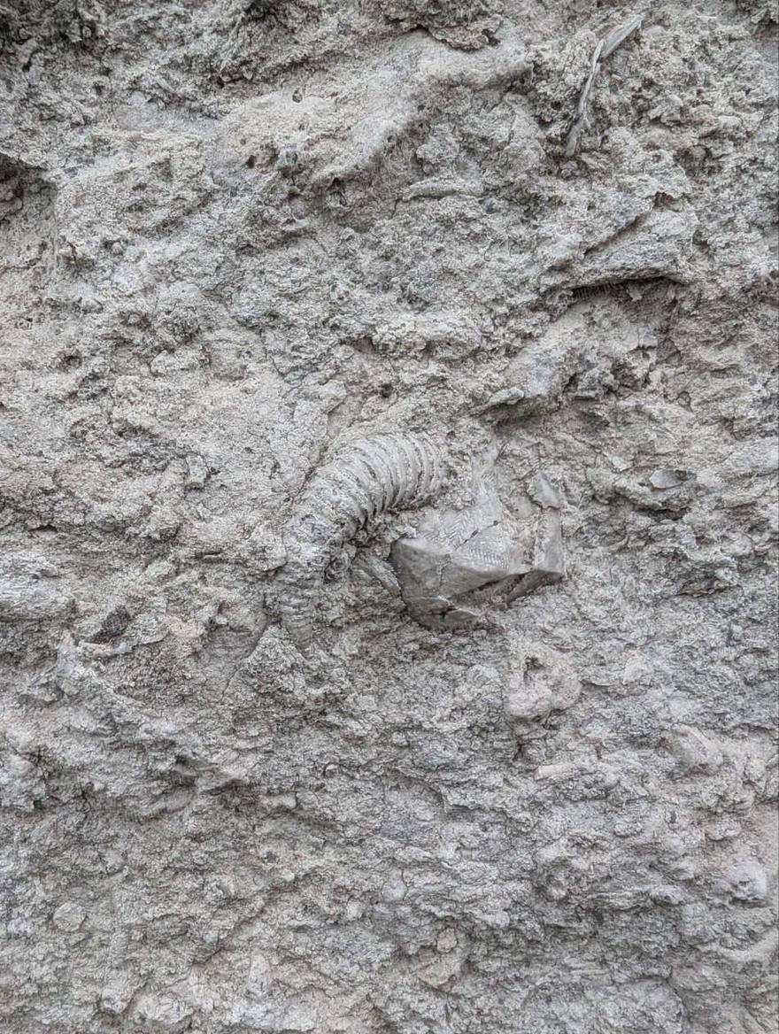 Окаменелость возрастом в 460 млн лет нашли прямо на жилом доме в Петербурге.