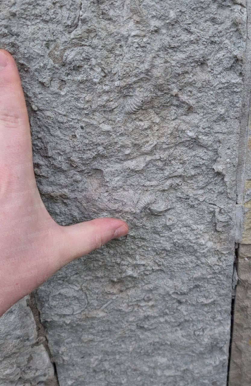 Окаменелость возрастом в 460 млн лет нашли прямо на жилом доме в Петербурге.