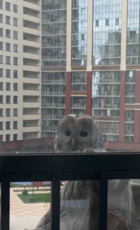 Сова из Хогвартса прилетела в Кудрово