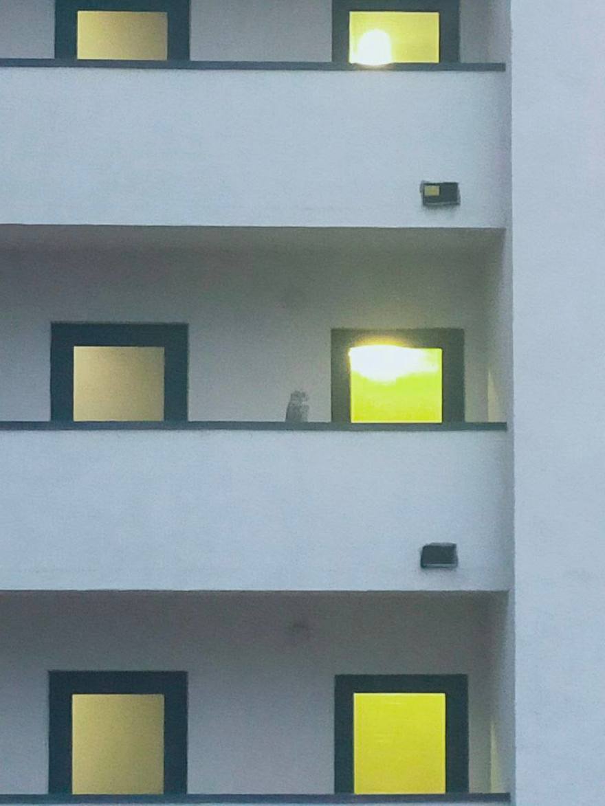 Сова из Хогвартса прилетела в Кудрово