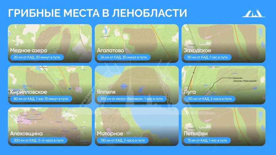 Где набрать грибов в Ленобласти? Собрали для вас все урожайные места на одном слайде.