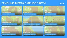 Где набрать грибов в Ленобласти? Собрали для вас все урожайные места на одном слайде.