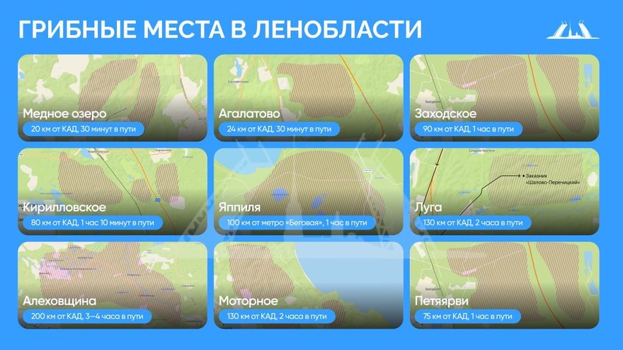 Где набрать грибов в Ленобласти? Собрали для вас все урожайные места на одном слайде.
