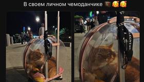 Котик Сёма колесит по миру в своём личном чемоданчике с хозяевами петербуржцами.