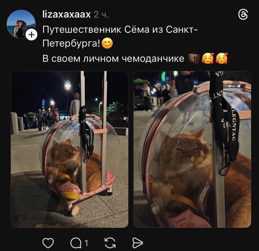 Котик Сёма колесит по миру в своём личном чемоданчике с хозяевами петербуржцами.