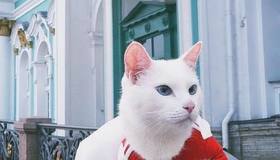 280 лет коты на службе у царей и музеев