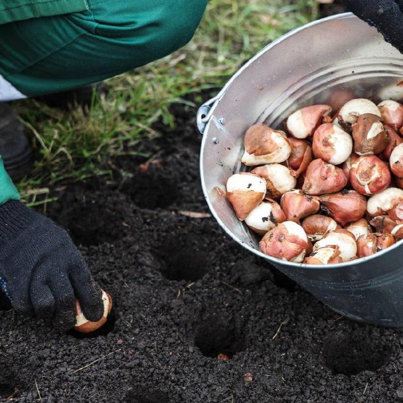 300 тысяч луковиц тюльпанов и высадили к весеннему сезону в Петербурге.