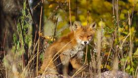 В парке Монрепо поселились две рыжие лисички