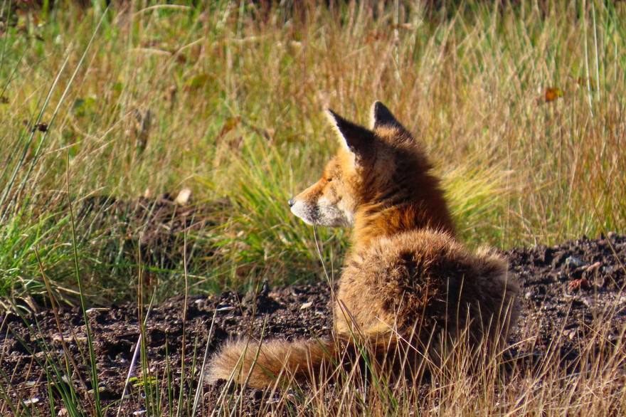 В парке Монрепо поселились две рыжие лисички