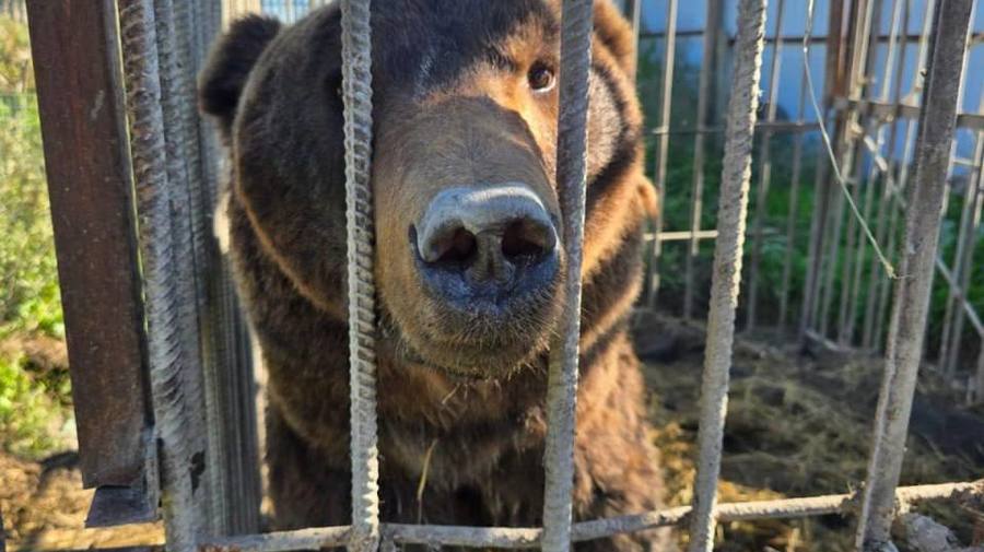 Двое бурых мишек из частного зоопарка в Дагестане будут жить в «Доме тигра» в Ленобласти.