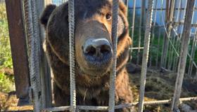 Двое бурых мишек из частного зоопарка в Дагестане будут жить в «Доме тигра» в Ленобласти.