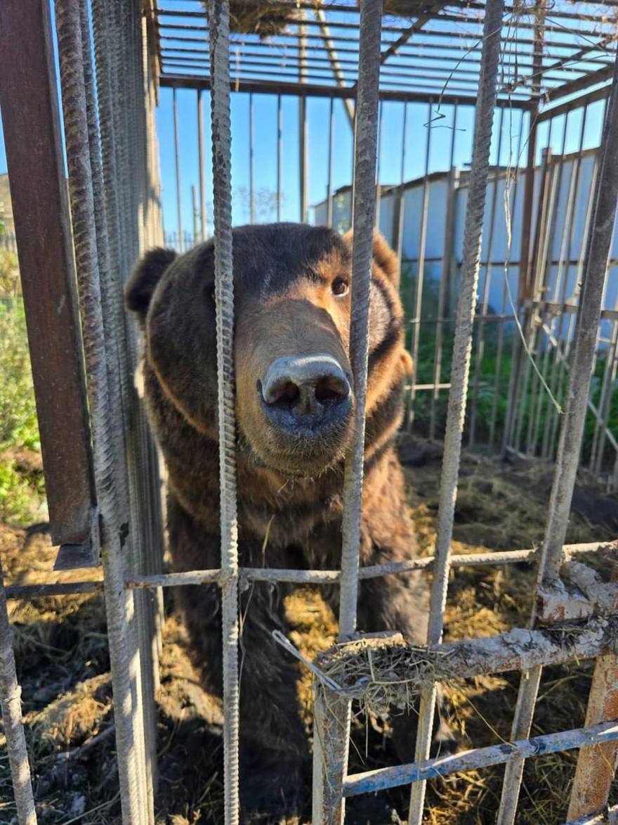 Двое бурых мишек из частного зоопарка в Дагестане будут жить в «Доме тигра» в Ленобласти. 