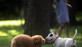 В Петербурге утвердили новые правила содержания собак