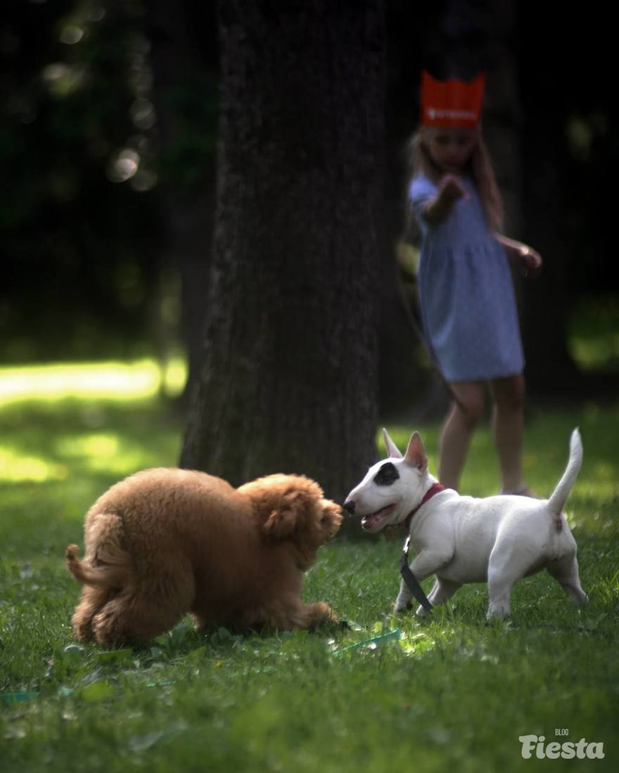 В Петербурге утвердили новые правила содержания собак