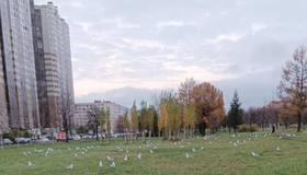 Питерские чайки провели совещание сегодня утром в Петербурге.